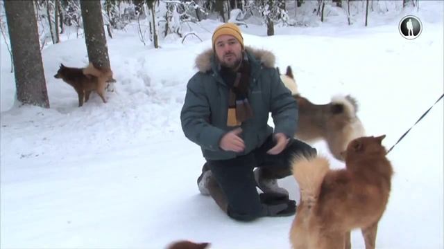 Планета собак. Карело-финская лайка смотреть онлайн