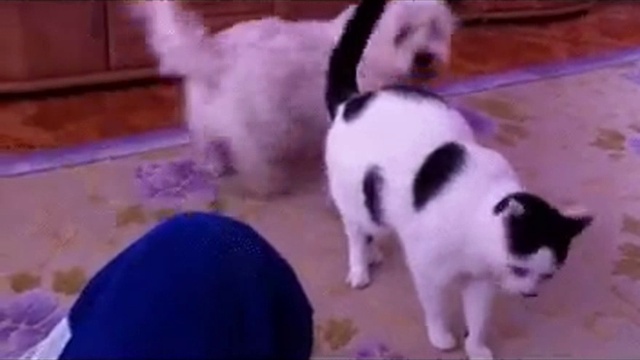 кот перднул под нос собаке