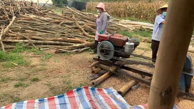 How Red Reishi Mushroom and Spores Can Improve Your Immune System #RedLingzhimushroom #pleurotusost смотреть онлайн