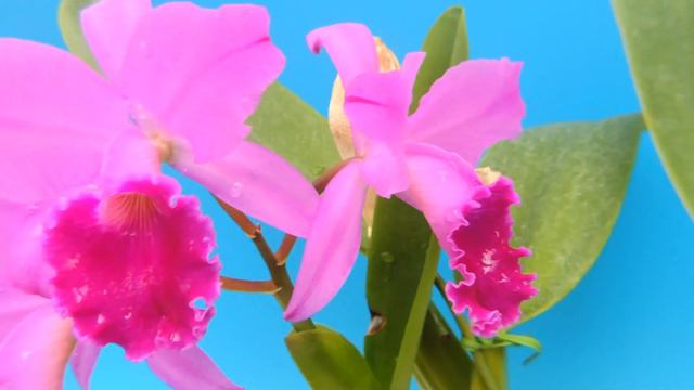 Cattleya labiata fma. rubra ‘Red Queen’ BM/JOGA (orchid) смотреть онлайн