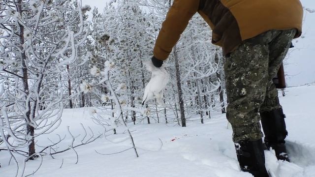 22lr/ОХОТА на БЕЛУЮ КУРОПАТКУ смотреть онлайн