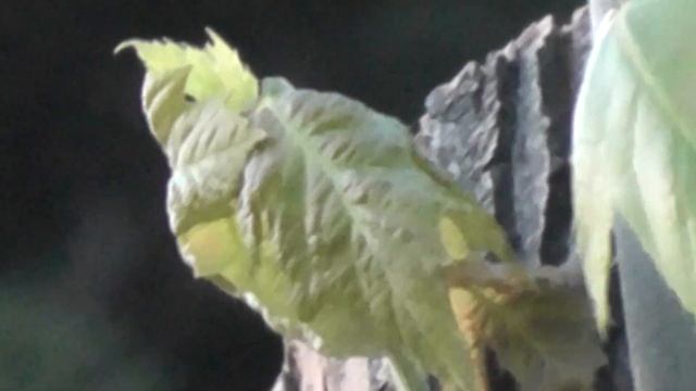 Panasonic HDC-TM80 1080p HD video sample смотреть онлайн