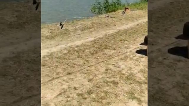 Хорошая рыбалка и отдых, станица Черноерковская смотреть онлайн