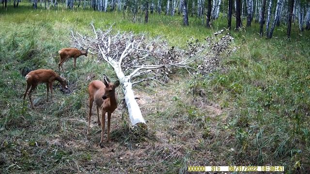 Самка косули с рогом. Мутация. смотреть онлайн