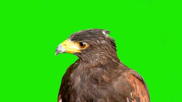 An Eagle flying | Green screen смотреть онлайн