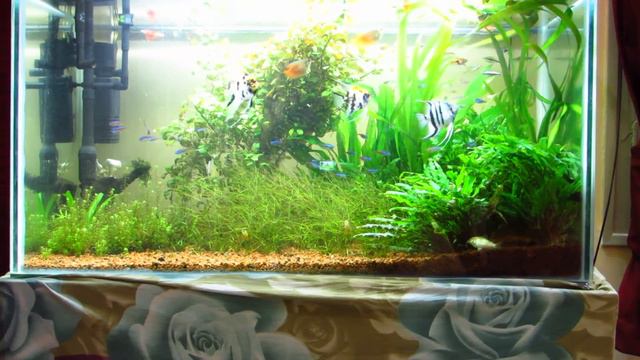 Planted Tank Update - 10 - Ludwigia repens, Rotala and Jungle val growth смотреть онлайн