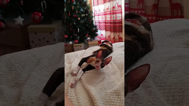 Cornish Rex young female Harmony, black tortie with white смотреть онлайн