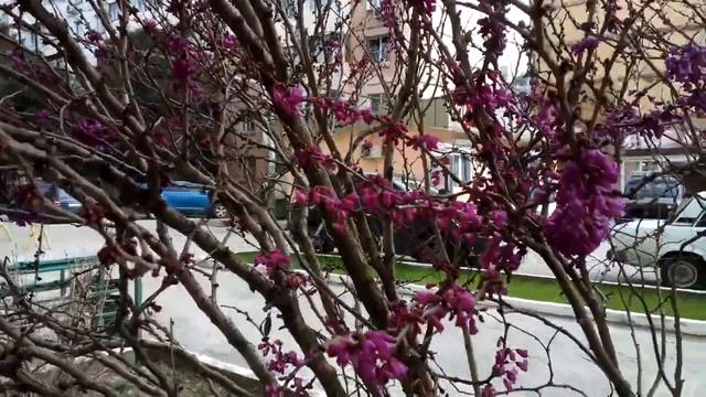 В СОЧИ В ФЕВРАЛЕ РАСЦВЕЛ БАГРЯННИК смотреть онлайн