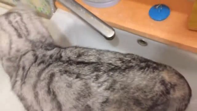 Кошка не боится воды смотреть онлайн