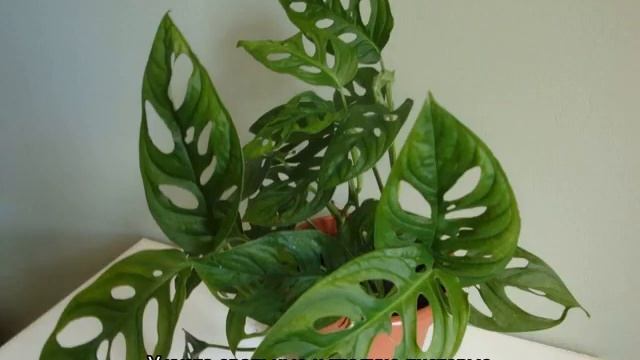 Монстера — разновидности ампельного вида смотреть онлайн