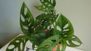 Монстера — разновидности ампельного вида