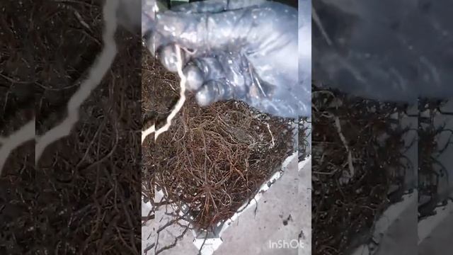 посадка малины и ежевики корнем . смотреть онлайн