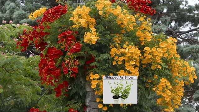 Cottage Farms 2-pc Summer Jazz Trumpet Vine Duo on QVC смотреть онлайн