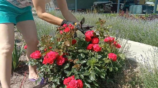 Трипси- небезпечні шкідники на трояндах. смотреть онлайн