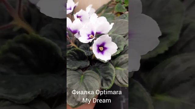 Фиалка Optimara My Dream ??? смотреть онлайн