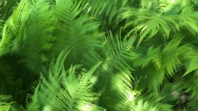 Ostrich Fern - Matteuccia Struthiopteris