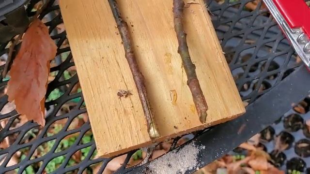 Experimenting with Rooting Fall Cuttings of Magnolia grandiflora смотреть онлайн