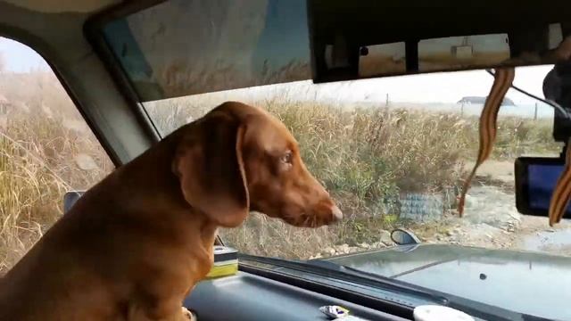 Как такса контролирует дорогу. How a dachshund controls the road смотреть онлайн