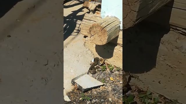 Уж ест лягушку!!! смотреть онлайн