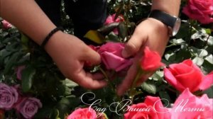 Розы флорибунда.Особенности, посадка, укрытие, обрезка.