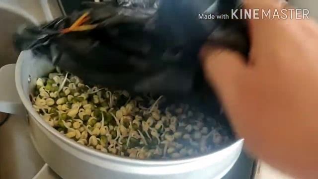 How to Grow Mongo Bean Sprout | Grow Bean Sprout смотреть онлайн