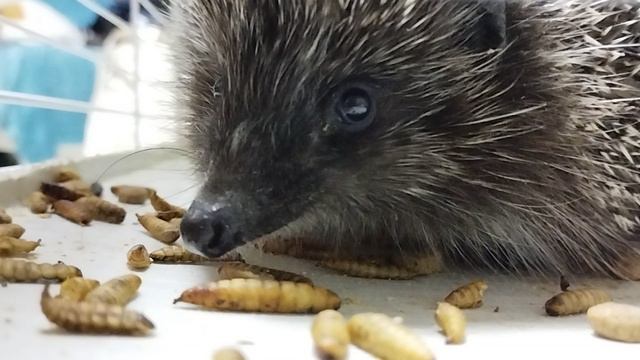 Ëжик Крош 🥰