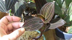 Орхидея Лудизия. Укоренение черенков. Болталка выходного дня.