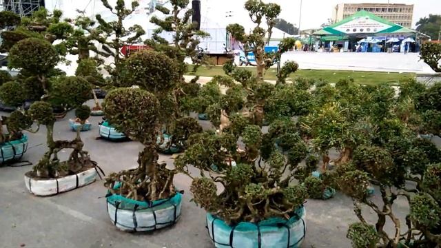 The bonsai area at OCOP Phu Tho Fair , Vietnam 11/2020 смотреть онлайн
