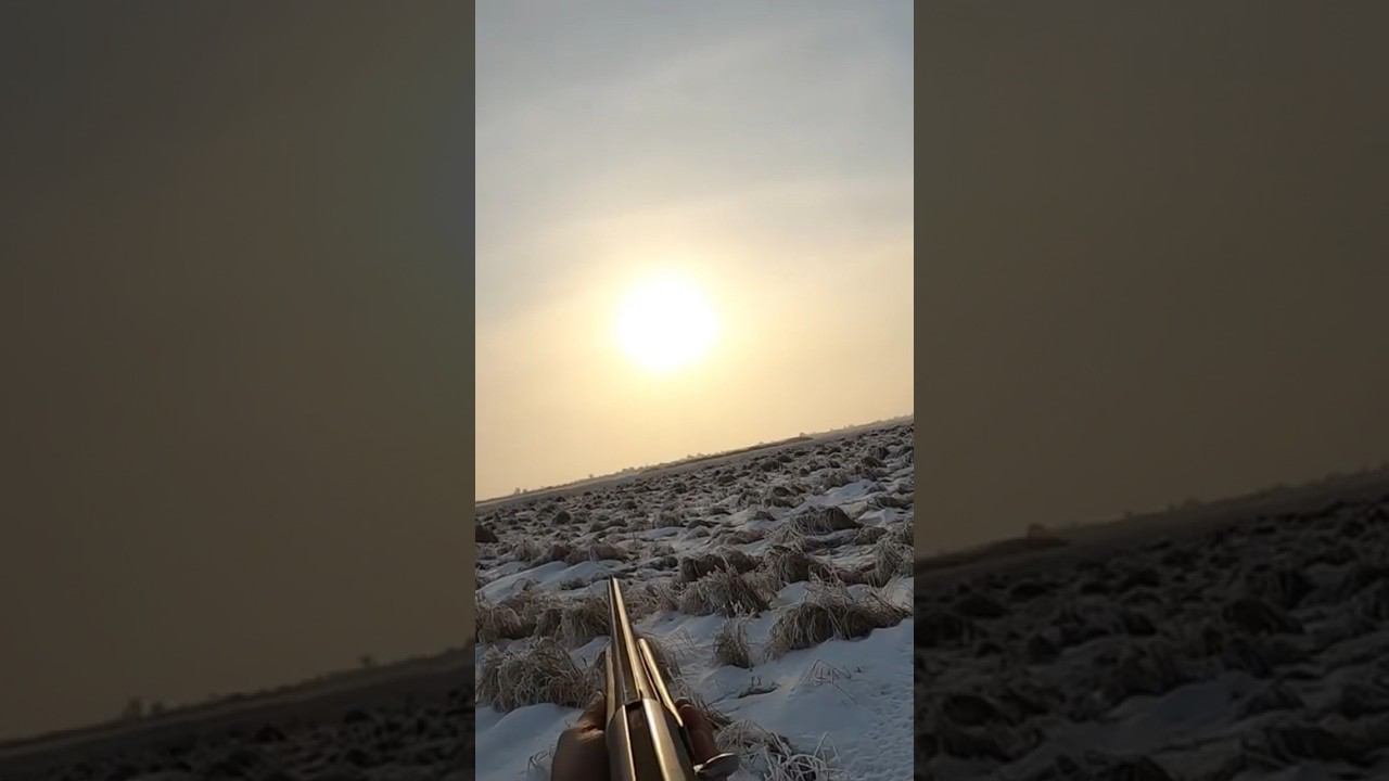 Выстрел по зайцу - завысил? обзадил? опередил? или пишем ваш вариант #охота #охотаназайца смотреть онлайн