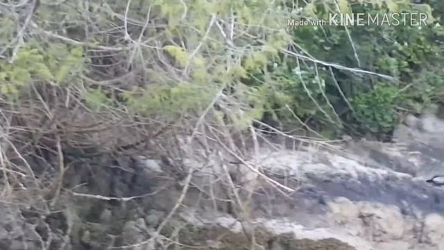 Bears in Canada (Медведи в Канаде) смотреть онлайн