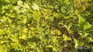 Дыня Эфиопка/Стоит ли сажать её  на даче??/Мой опыт