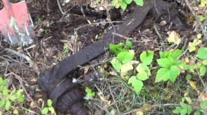 МЕТАЛЛОПОИСК В ЛЕСУ