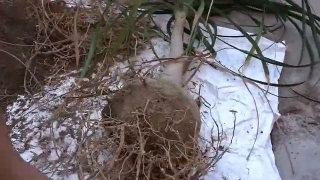Gardening: Repotting, care, pruning of a Ponytail Palm || Nolina || Elephant foot смотреть онлайн