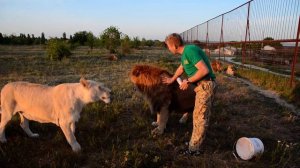 УДИВИТЕЛЬНОЕ   РЯДОМ !  Челове��  кормит льва и отгоняет остальных львов  от него ! Тайган .Крым
