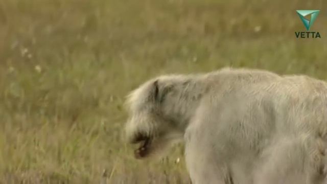 САМЫЕ БОЛЬШИЕ СОБАКИ В МИРЕ смотреть онлайн