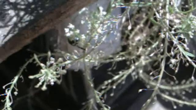 Pieris Brassicae caterpillar - Larva de Pieris Brassicae (Continuación) смотреть онлайн