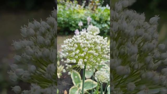 ЛУК ДЕКОРАТИВНЫЙ ВАЙТ КЛАУД #ЛУК #АЛЛИУМ #СОРТАЛУКА #ЛУКДЕКОРАТИВНЫЙ смотреть онлайн