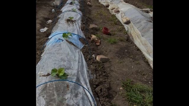 Технология "Термос" ВЫРАЩИВАНИЕ АРБУЗА И ДЫНИ( амал ,чарльстон грей , кримсон свит) смотреть онлайн