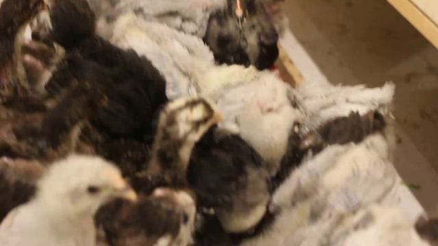 Цыплята орпингтон. Лаванда, Шоколад, чёрные. смотреть онлайн