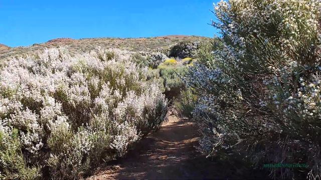 Ruta Circular Arenas Negras, Parque Nacional del Teide en 4K смотреть онлайн