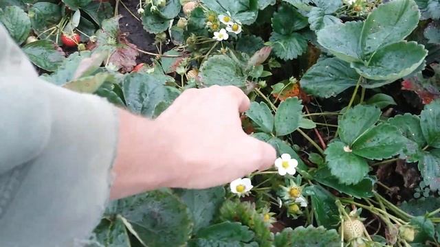 Ремонтантная клубника Эви-2. 28 августа 2018 смотреть онлайн