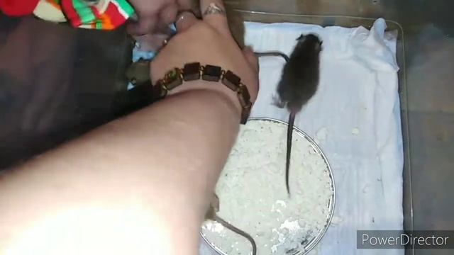 Какие лизучии крысята. смотреть онлайн