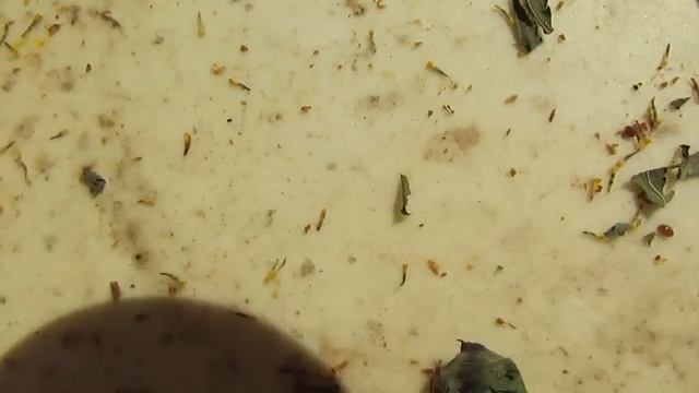 август - 550 клещей упало за 12 дней, ответы на вопросы по обработке пчел пижмой от клеща Варроа смотреть онлайн