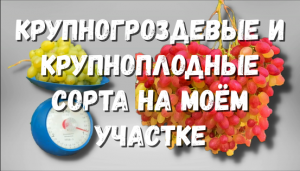 Самые крупногроздевые и крупноплодные сорта и гибридные формы винограда на моем участке