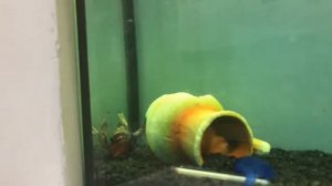 Два самца Петушка в одном аквариуме.