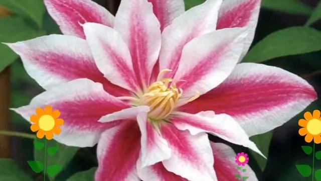 Клематис гибридный Андромеда. Краткий обзор, описание характеристик, где купить саженцы, крупномеры смотреть онлайн