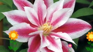 Клематис гибридный Андромеда. Краткий обзор, описание характеристик, где купить саженцы, крупномеры