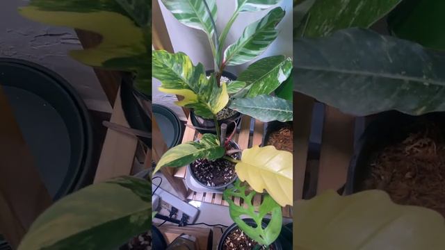 Philodendron Caramel Marble #philodendron #caramel #propagation #topcutting #iloveplants смотреть онлайн