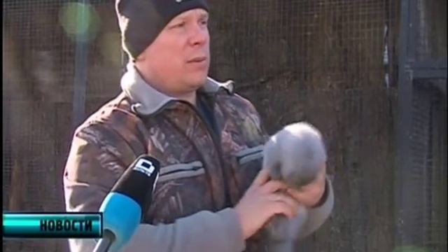 Соболей приручают - НОВОСТИ смотреть онлайн
