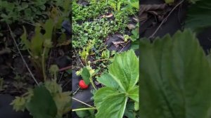 Сорт Гигант Джорнея